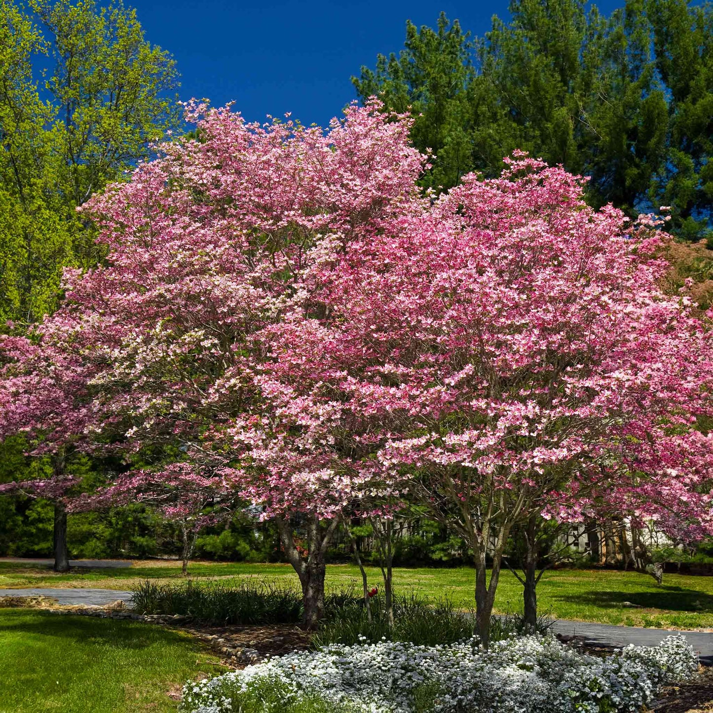 Cherokee Brave Pink Dogwood plant with vibrant pink blossoms in a landscaped park setting on Tampa Home & Garden Store