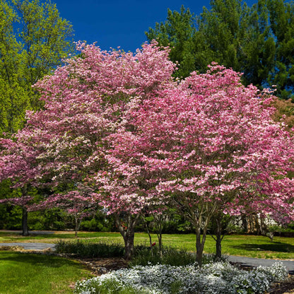 Cherokee Brave Pink Dogwood plant with vibrant pink blossoms in a landscaped park setting on Tampa Home & Garden Store