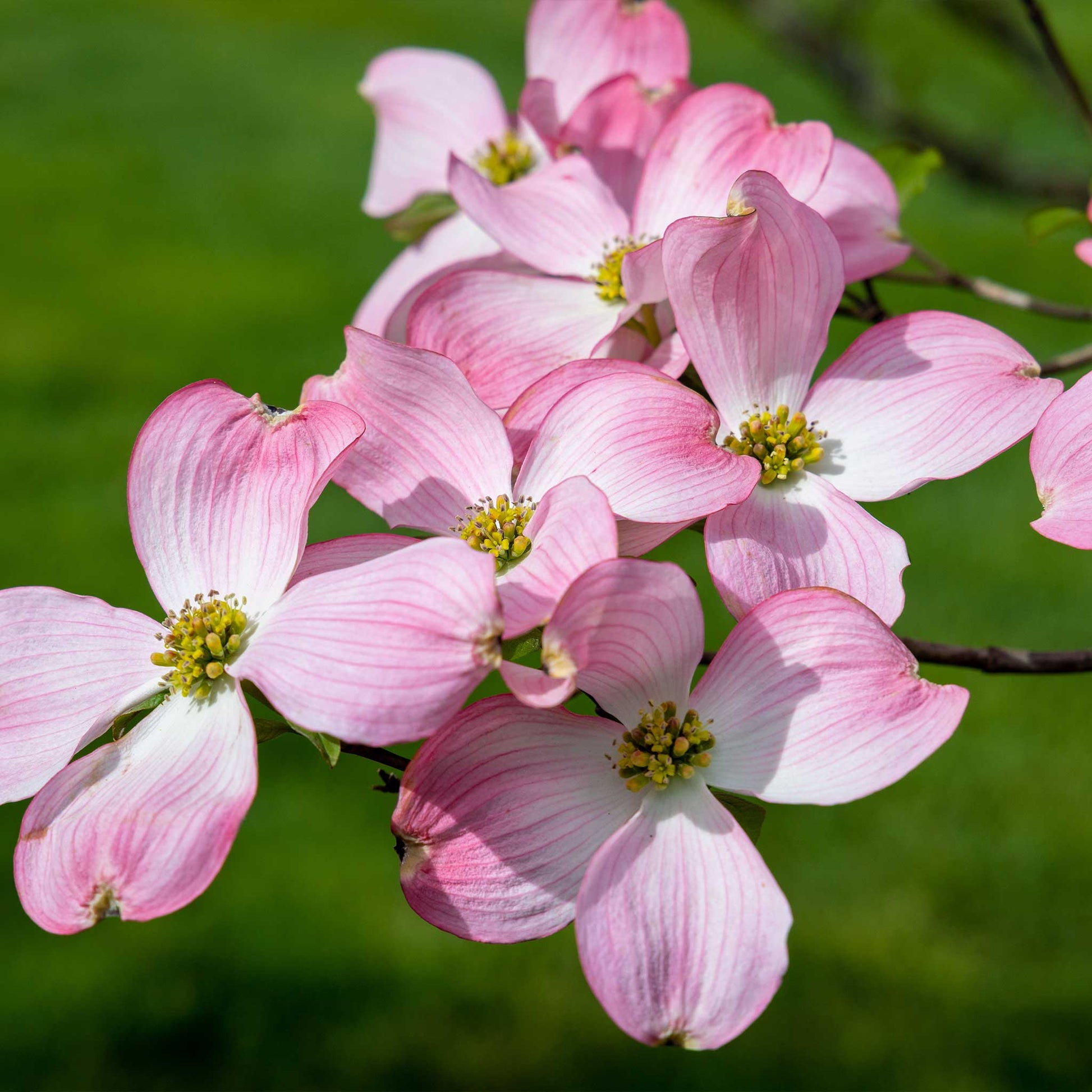 Cherokee Brave Pink Dogwood plant with pink blossoms on Tampa Home & Garden Store