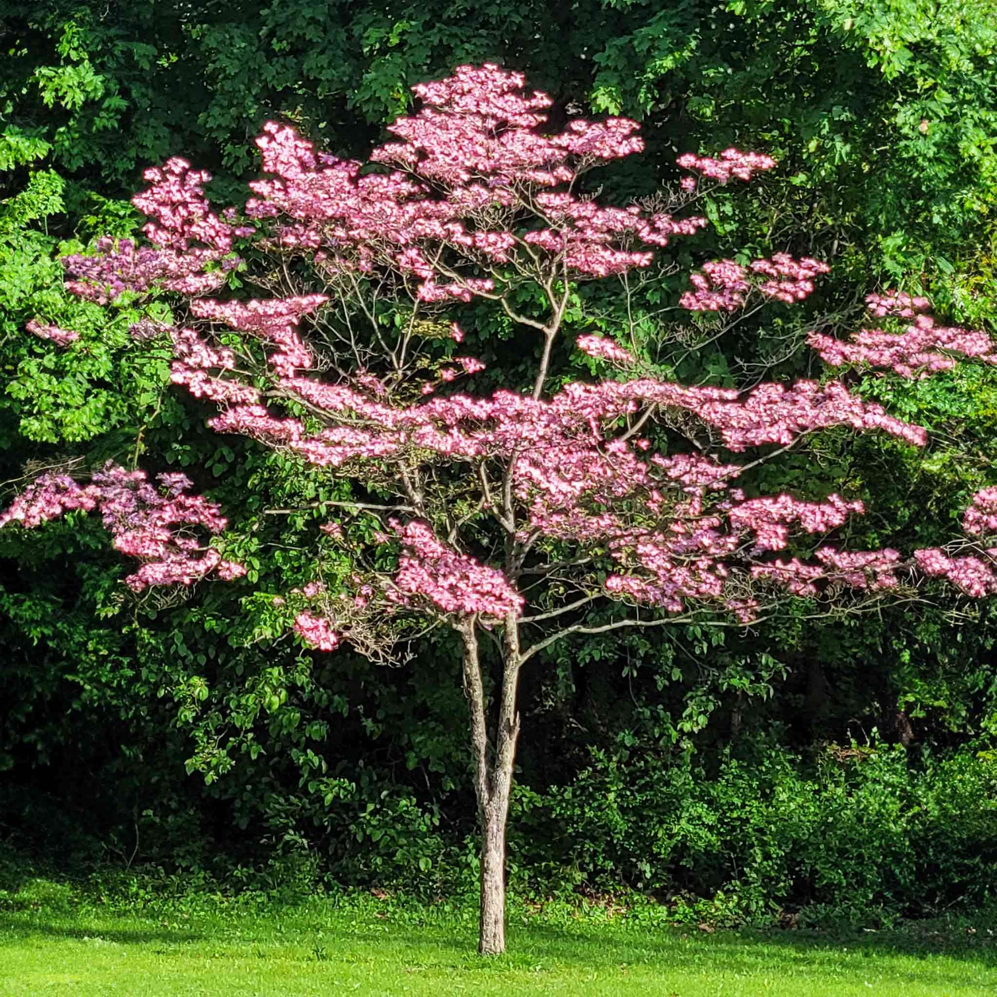 Cherokee Brave Pink Dogwood plant with pink blossoms on slender branches by Live Good Logistics on Tampa Home & Garden Store