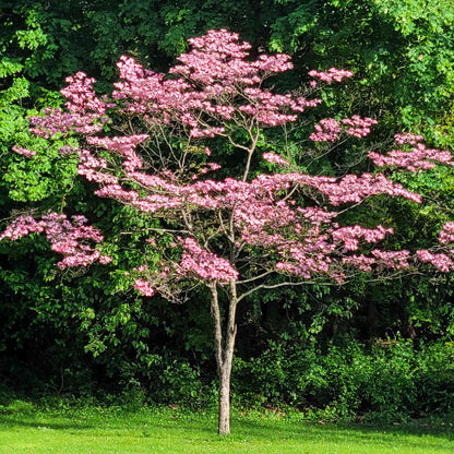 Cherokee Brave Pink Dogwood plant with pink blossoms on slender branches by Live Good Logistics on Tampa Home & Garden Store