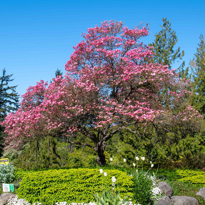 Cherokee Chief Pink Dogwood plant with pink blossoms, outdoor shrub by Live Good Logistics on Tampa Home & Garden Store