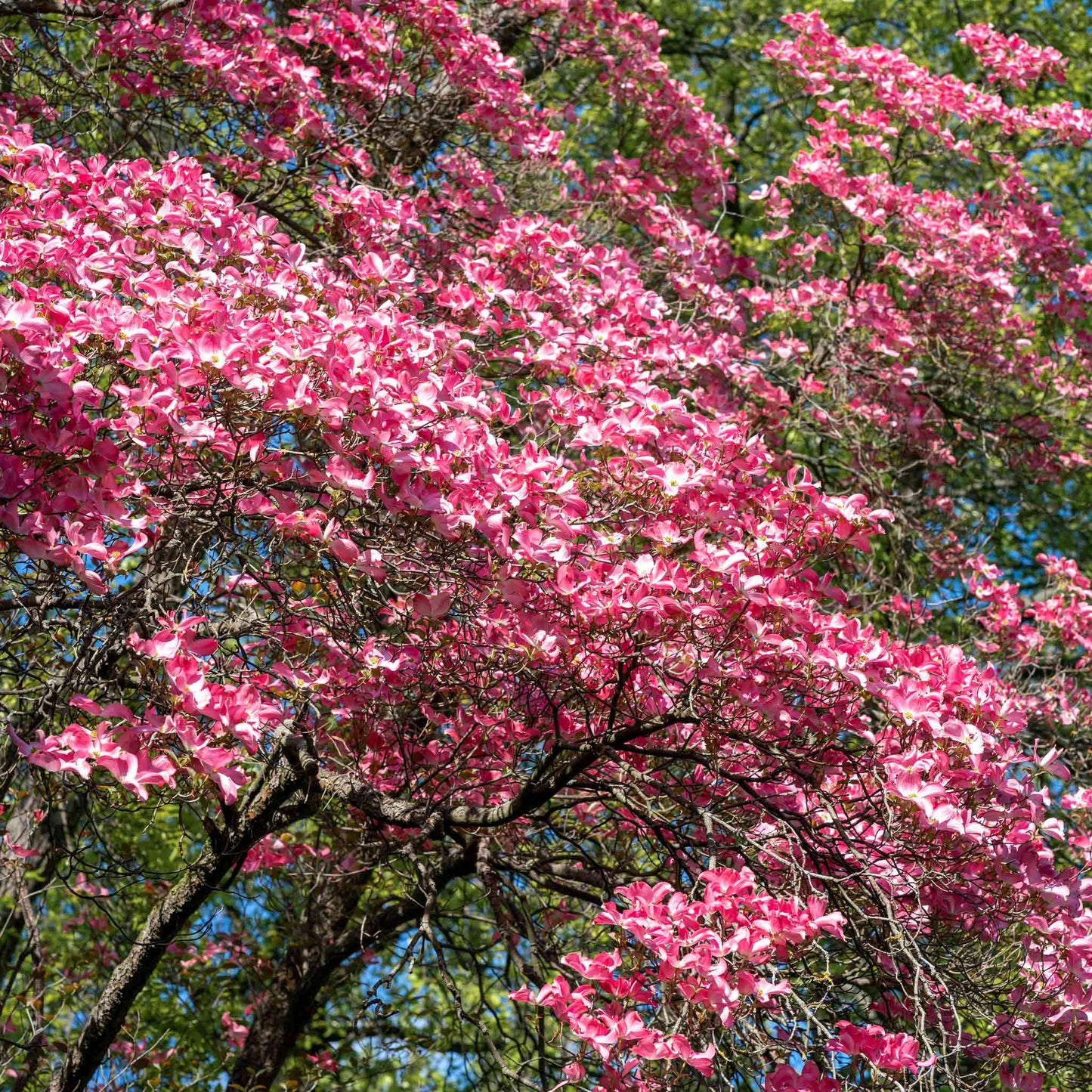 Cherokee Chief Pink Dogwood plant with vivid pink blossoms on an outdoor flowering shrub on Tampa Home & Garden Store