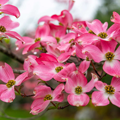 Cherokee Chief Pink Dogwood plant outdoor flowering pink blossoms Live Good Logistics on Tampa Home & Garden Store
