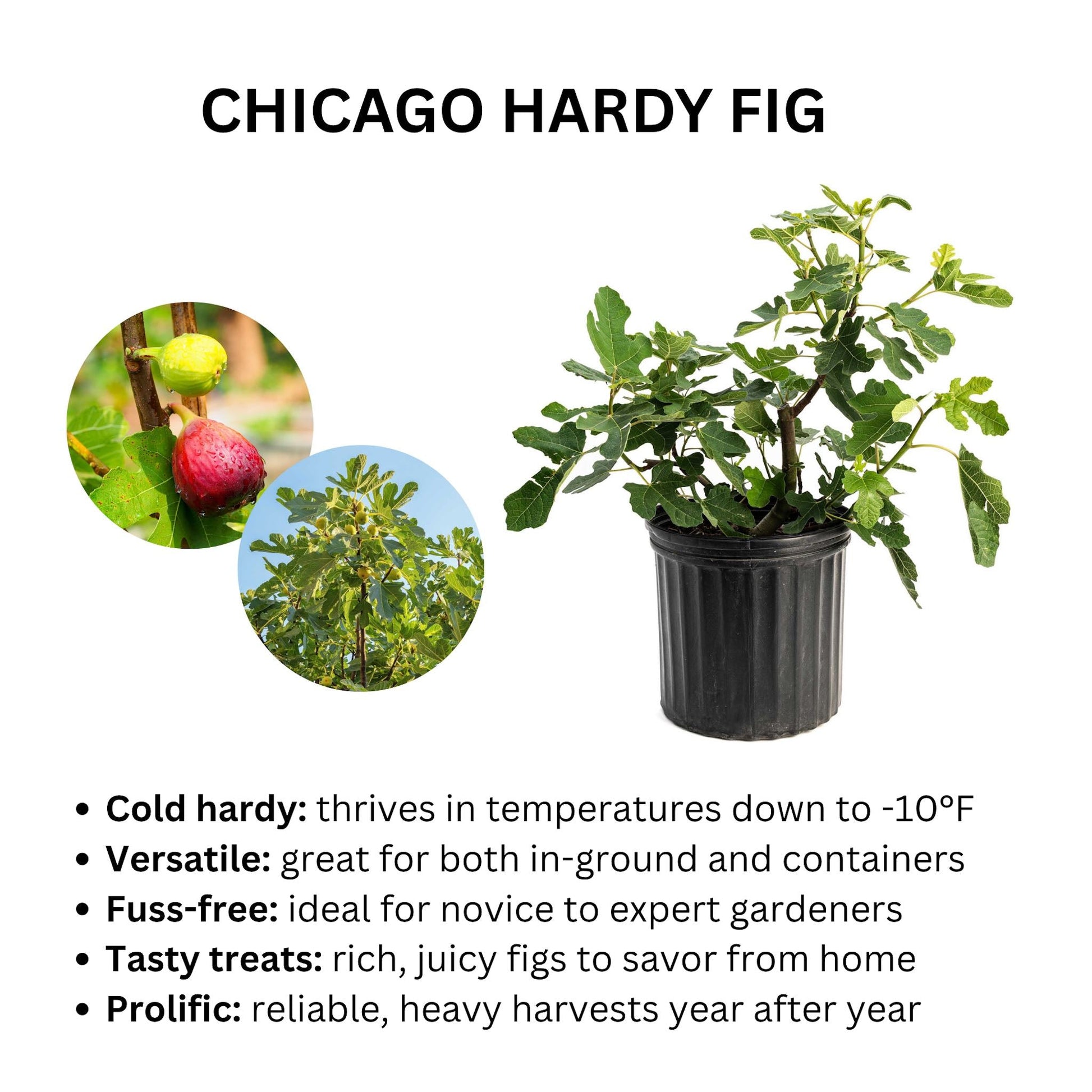 Chicago Hardy Fig Tree plant in black pot with lobed green leaves on Tampa Home & Garden Store