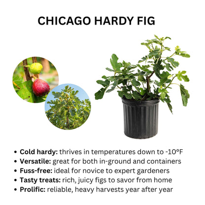 Chicago Hardy Fig Tree plant in black pot with lobed green leaves on Tampa Home & Garden Store