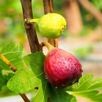 Chicago Hardy Fig Tree plant with green and red figs on a branch, dewy leaves on Tampa Home & Garden Store