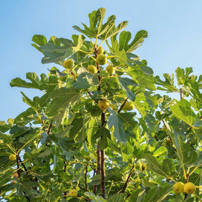 Chicago Hardy Fig Tree plant with lobed leaves and green figs against blue sky on Tampa Home & Garden Store