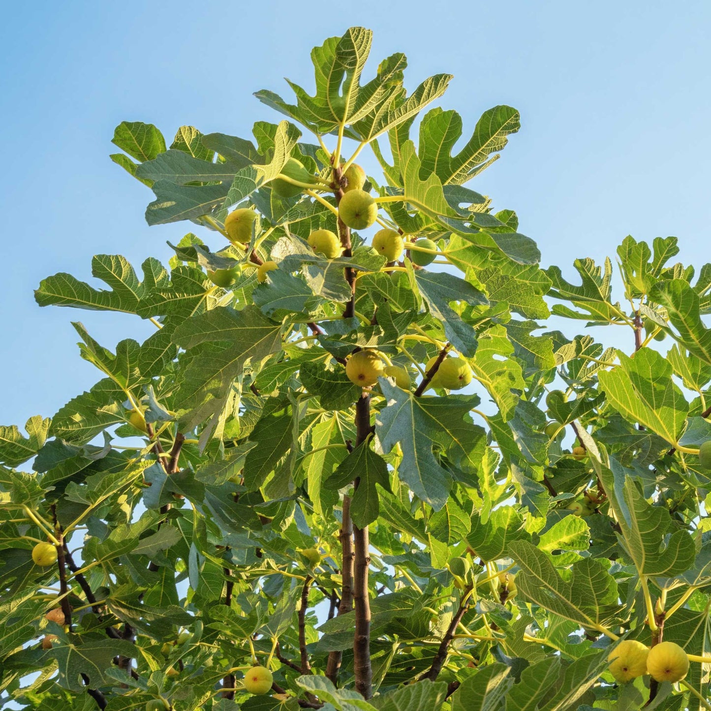 Fig Orchard Pack Includes Three Hardy Varieties