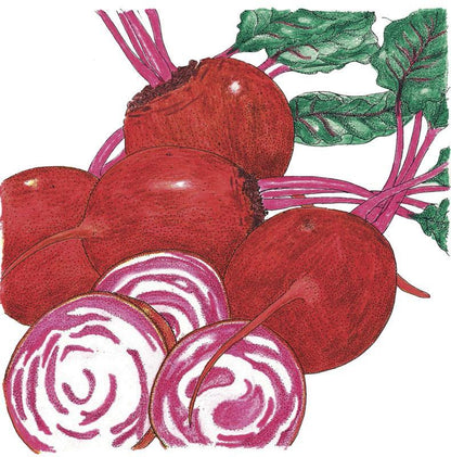 Chioggia Beet Seeds (Organic) - Tampa Home & Garden Store