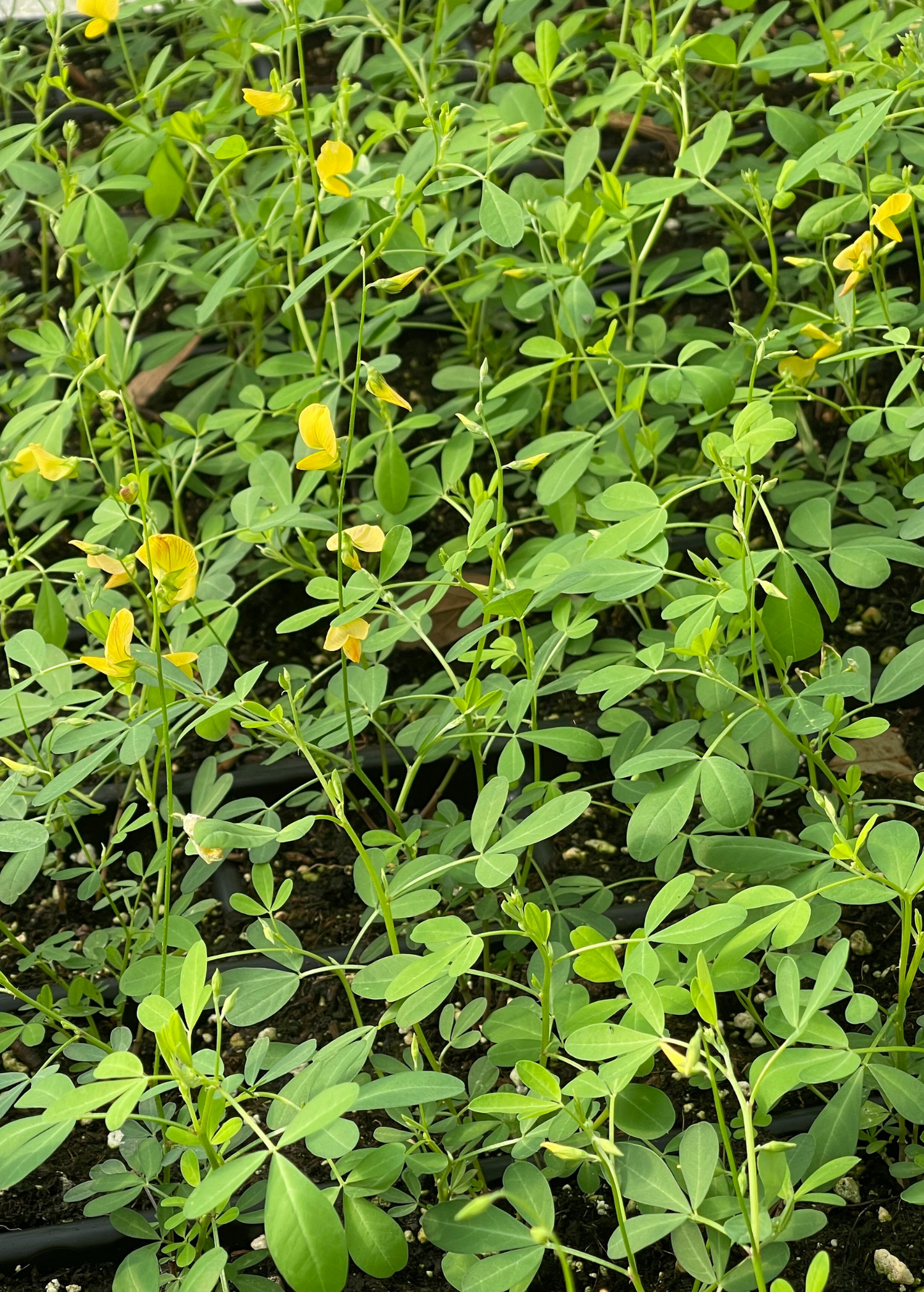 Chipilín (Crotalaria longirostrata) - Tampa Home & Garden Store