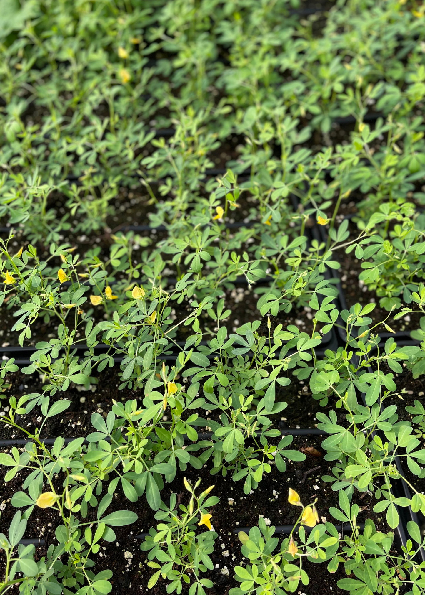 Chipilín (Crotalaria longirostrata) - Tampa Home & Garden Store