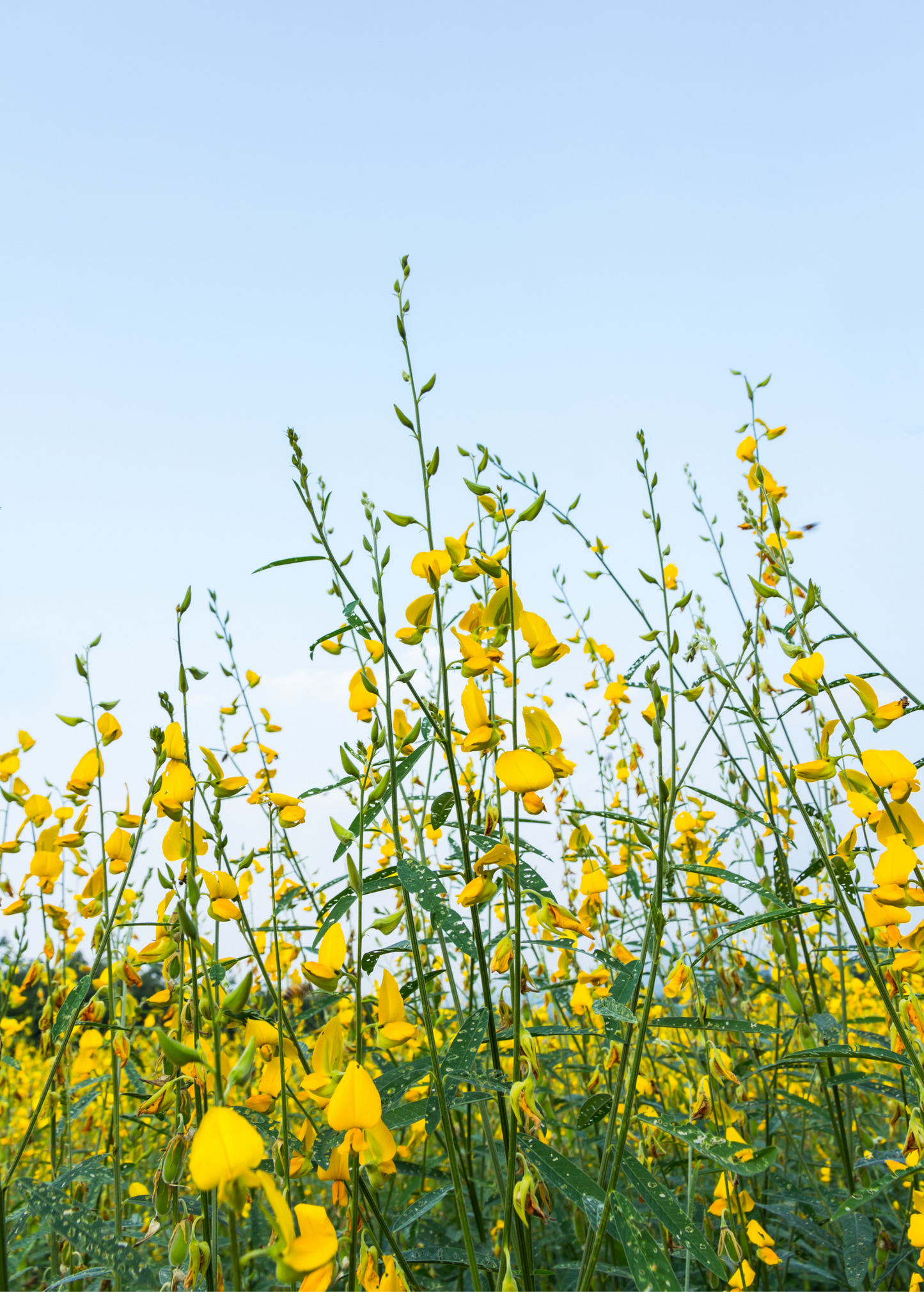 Chipilín (Crotalaria longirostrata) - Tampa Home & Garden Store