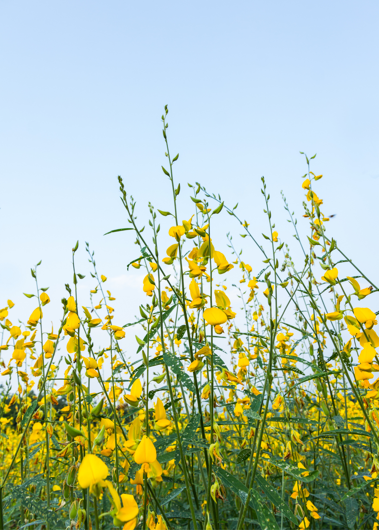 Chipilín (Crotalaria longirostrata) - Tampa Home & Garden Store
