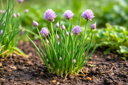 Chives Grow Kit - Tampa Home & Garden Store
