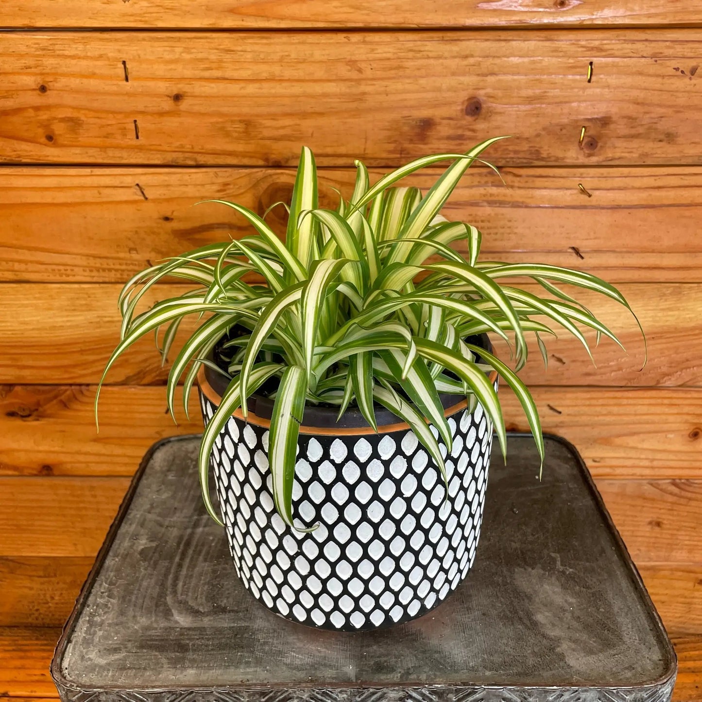 Chlorophytum Variegated Spider, 6" Plant - Tampa Home & Garden Store
