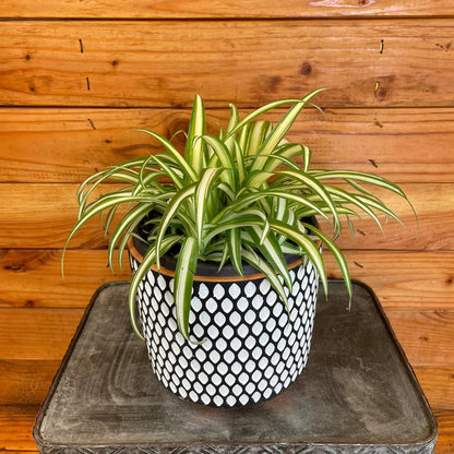 Chlorophytum Variegated Spider, 6" Plant - Tampa Home & Garden Store