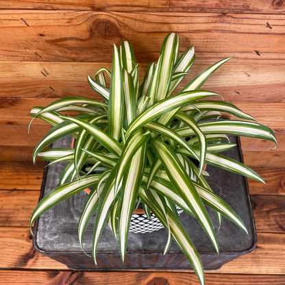 Chlorophytum Variegated Spider, 6" Plant - Tampa Home & Garden Store