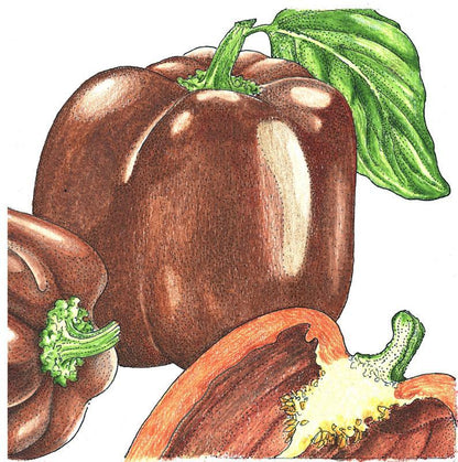 Chocolate Sweet Pepper Seeds (Organic) - Tampa Home & Garden Store