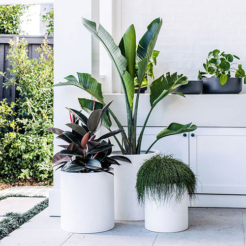 The Choob Contemporary Planter | Sleek Cylinder Pot Set
