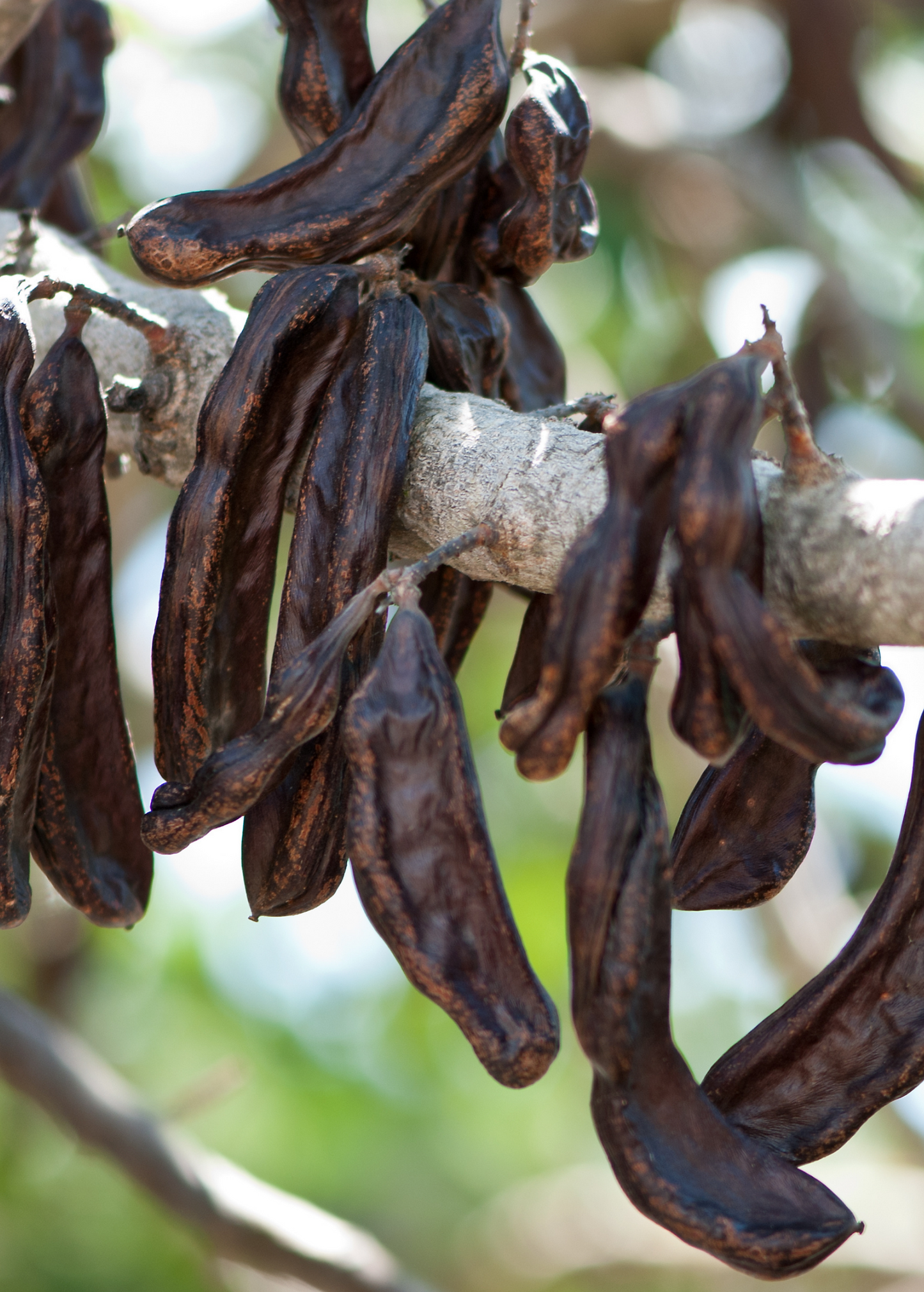 Carob Tree (Ceratonia siliqua)