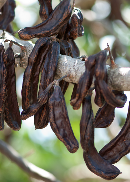 Carob Tree (Ceratonia siliqua)