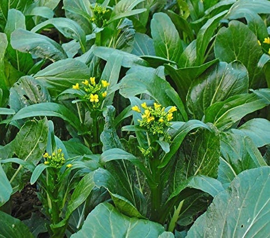Choy Sum Yu Choy Chinese Flowering Cabbage - 1000 Seeds - Tampa Home & Garden Store