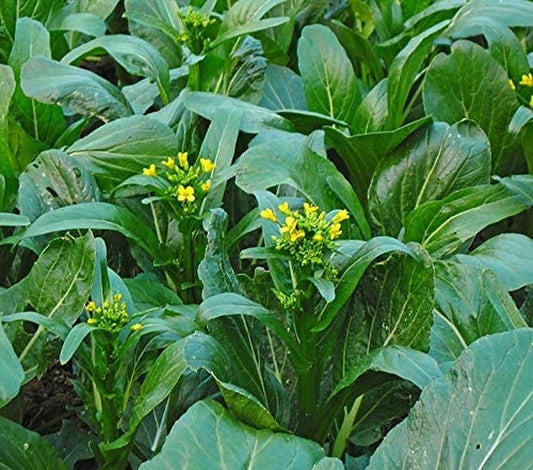 Choy Sum Yu Choy Chinese Flowering Cabbage - 1000 Seeds - Tampa Home & Garden Store