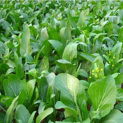 Choy Sum Yu Choy Chinese Flowering Cabbage - 1000 Seeds - Tampa Home & Garden Store