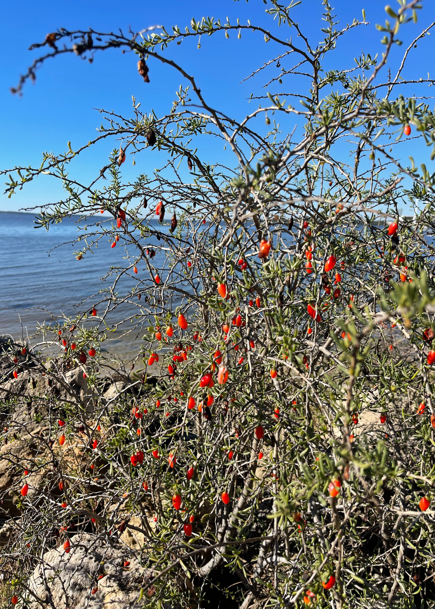 Christmasberry (Lycium carolinianum) - Tampa Home & Garden Store
