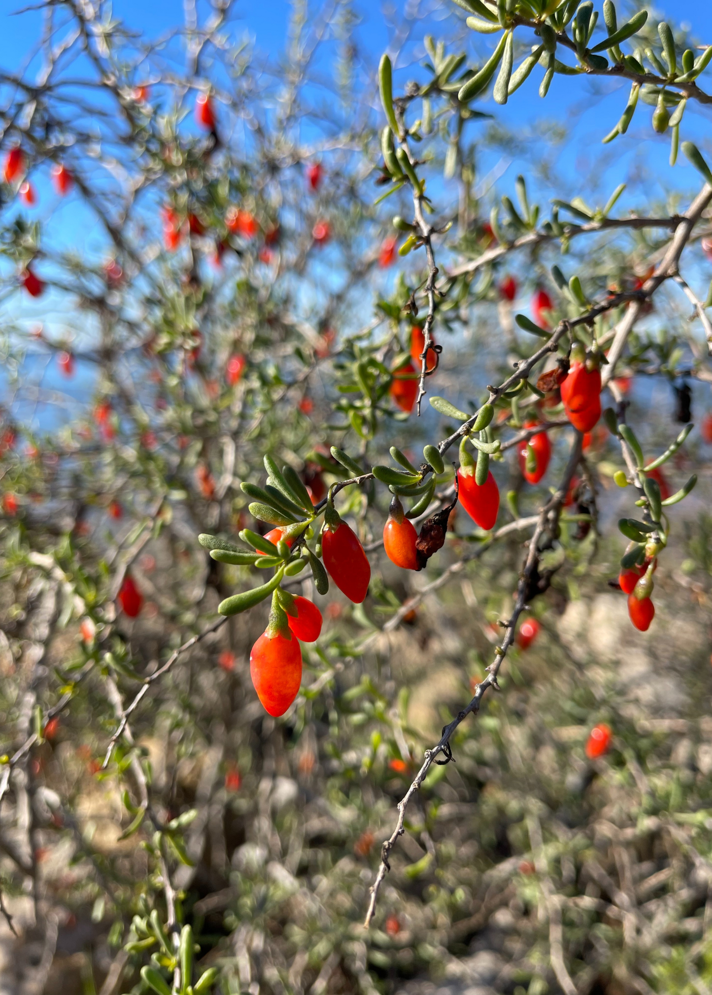 Christmasberry (Lycium carolinianum) - Tampa Home & Garden Store