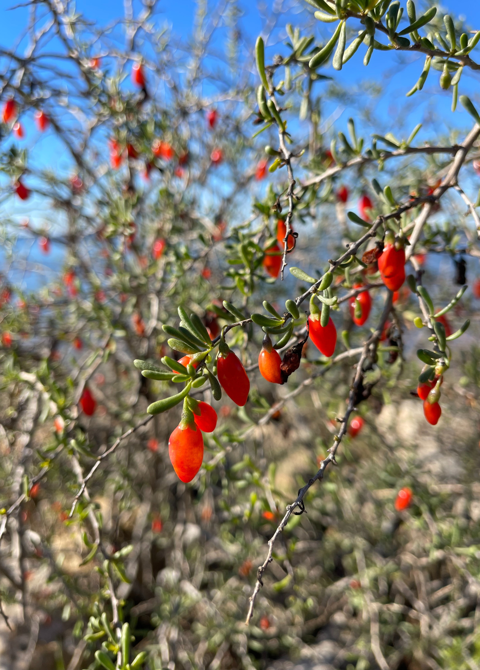 Christmasberry (Lycium carolinianum) - Tampa Home & Garden Store
