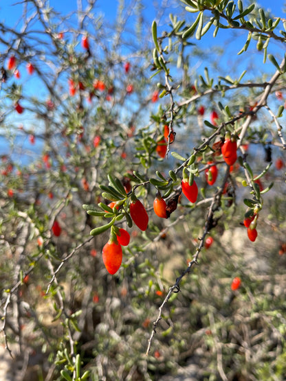 Christmasberry (Lycium carolinianum) - Tampa Home & Garden Store