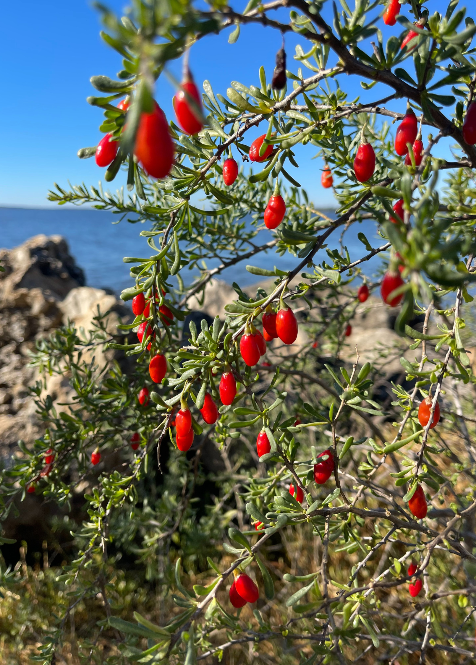 Christmasberry (Lycium carolinianum) - Tampa Home & Garden Store