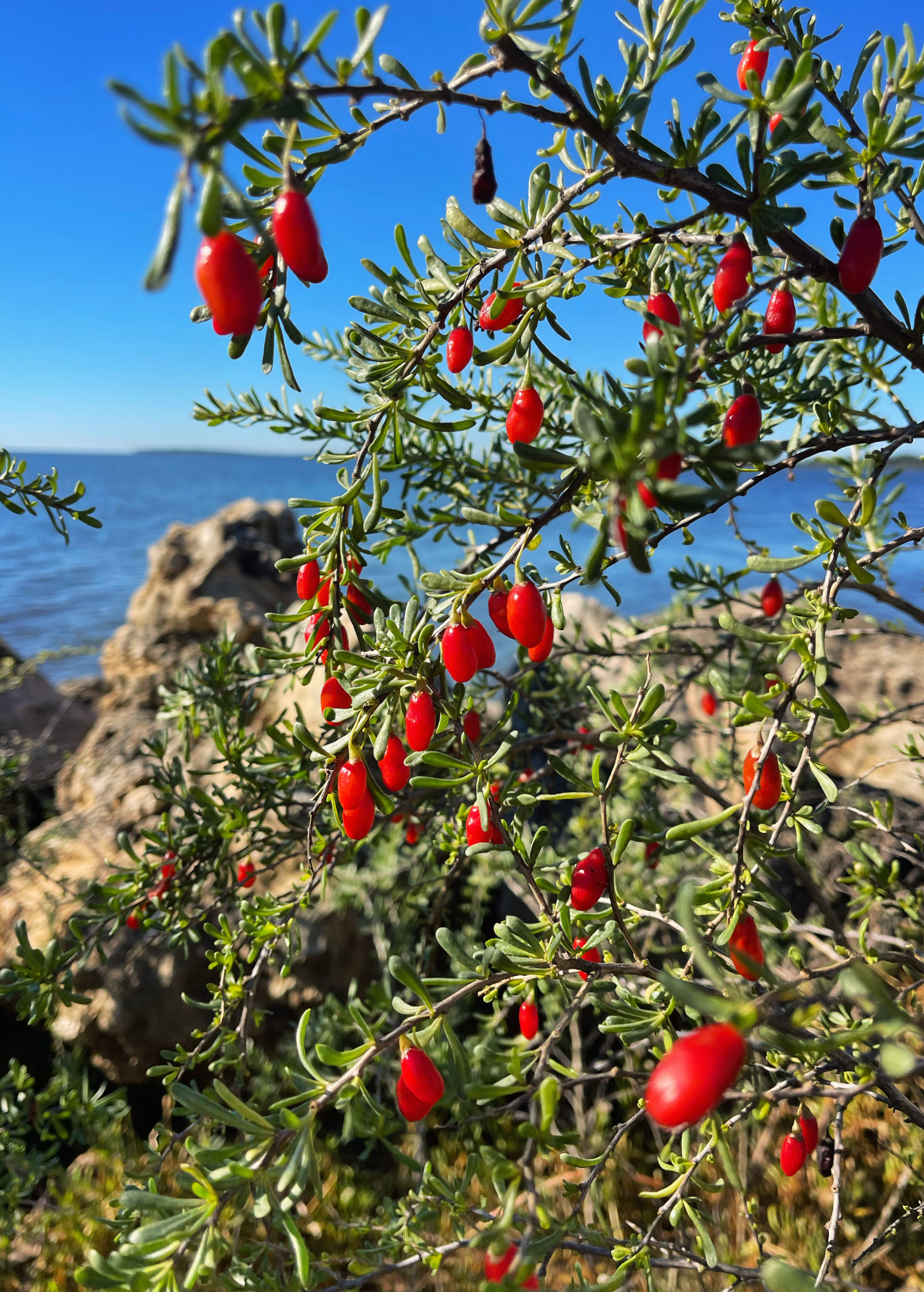 Christmasberry (Lycium carolinianum) - Tampa Home & Garden Store