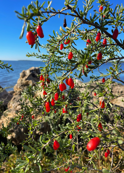 Christmasberry (Lycium carolinianum) - Tampa Home & Garden Store