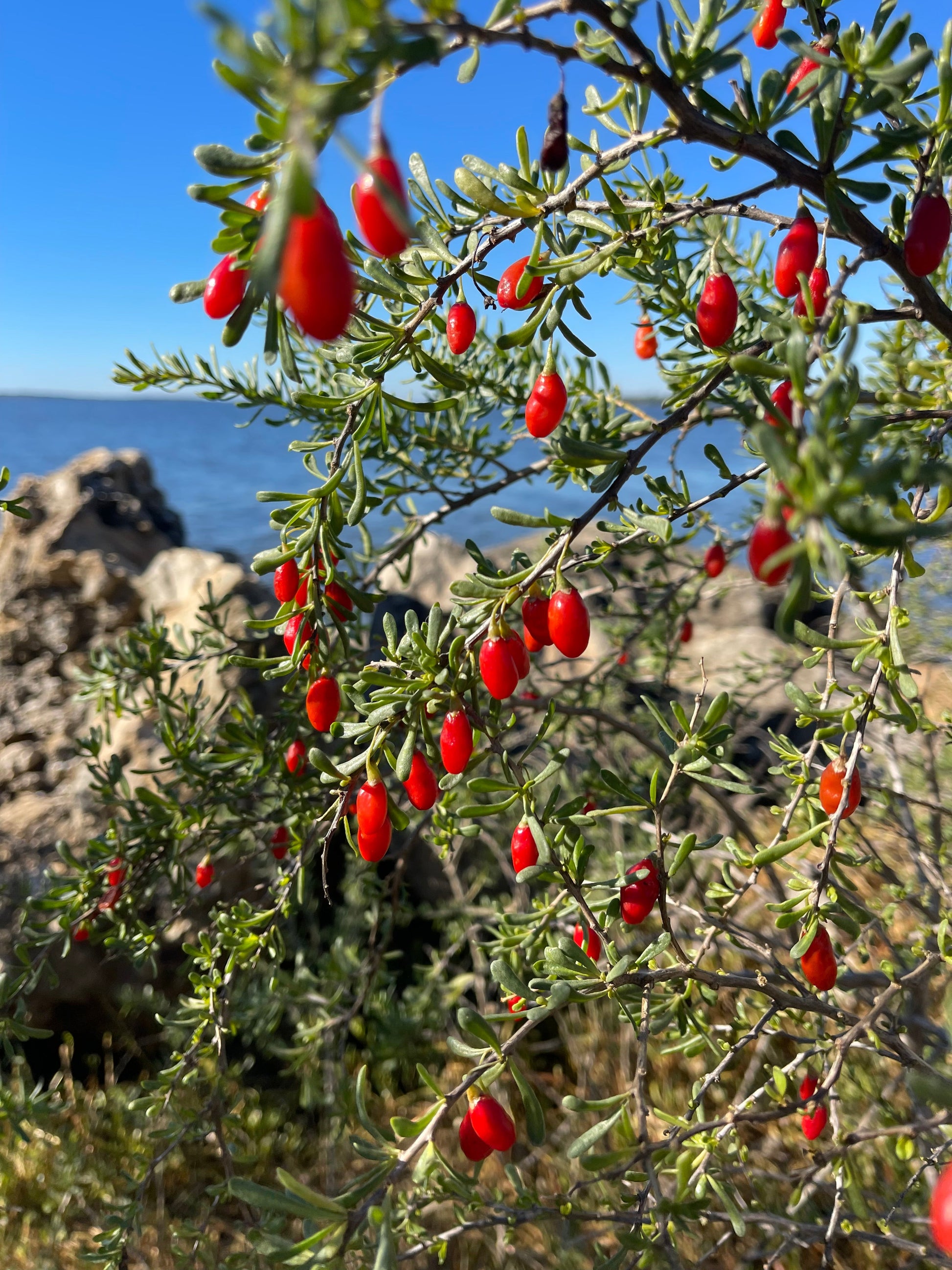 Christmasberry (Lycium carolinianum) - Tampa Home & Garden Store