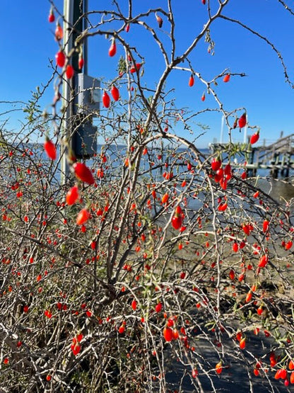 Christmasberry (Lycium carolinianum) - Tampa Home & Garden Store