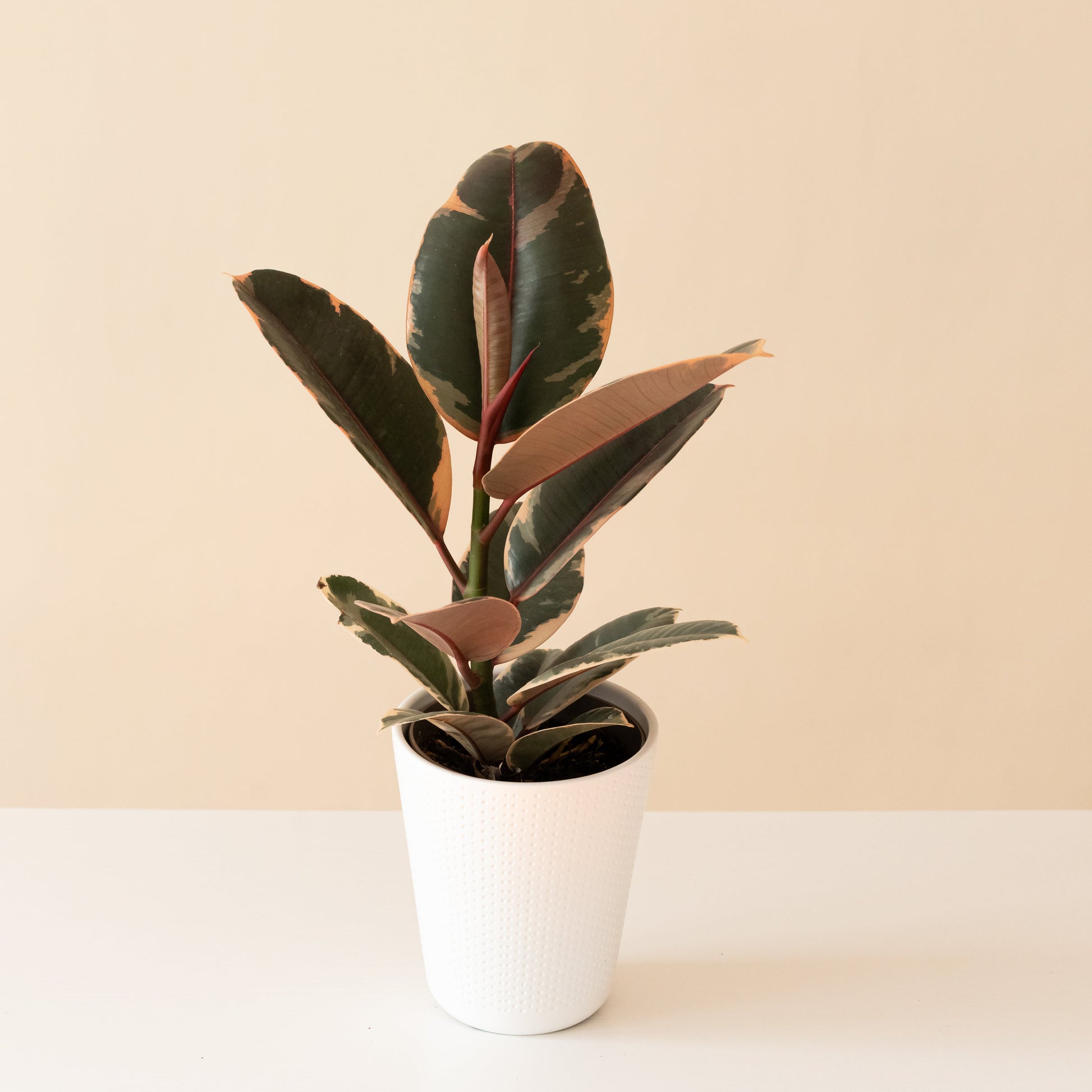 Chroma® Belize - Tampa Home & Garden Store