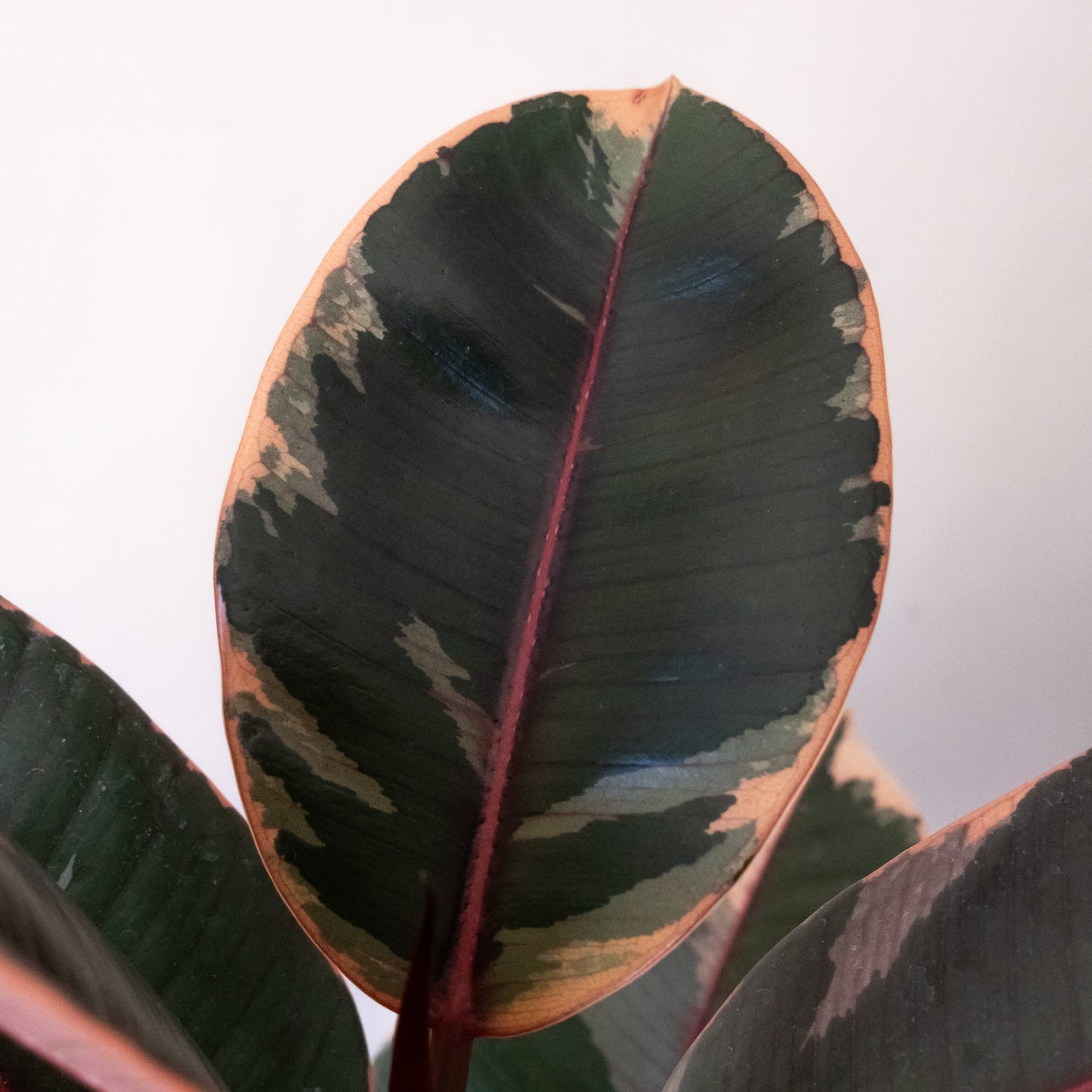 Chroma® Belize - Tampa Home & Garden Store