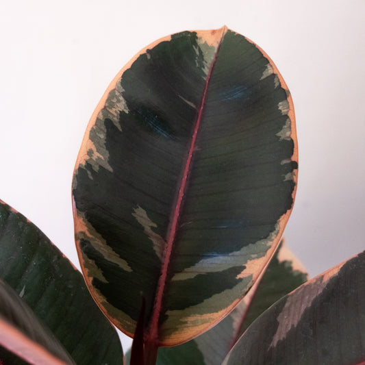 Chroma® Belize - Tampa Home & Garden Store