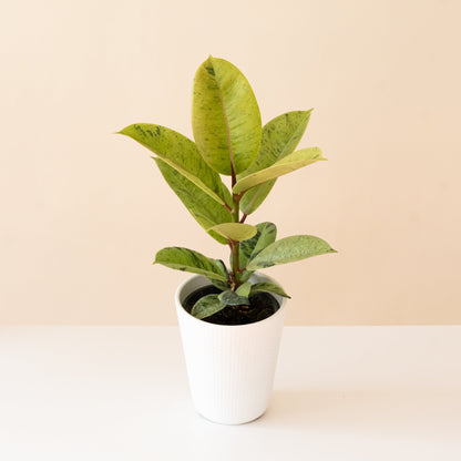 Chroma® Ghost Rider™ - Tampa Home & Garden Store