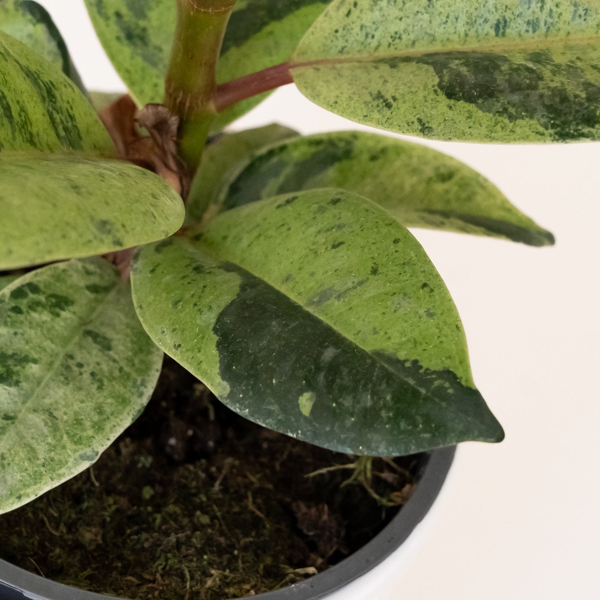 Chroma® Ghost Rider™ - Tampa Home & Garden Store