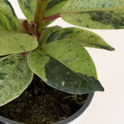 Chroma® Ghost Rider™ - Tampa Home & Garden Store