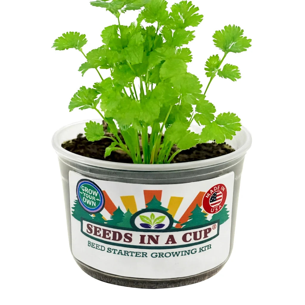Cilantro Grow Kit - Tampa Home & Garden Store
