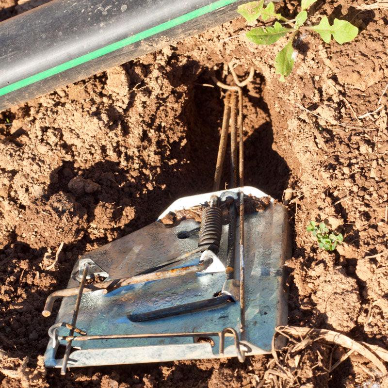 Cinch Gopher Trap - Tampa Home & Garden Store