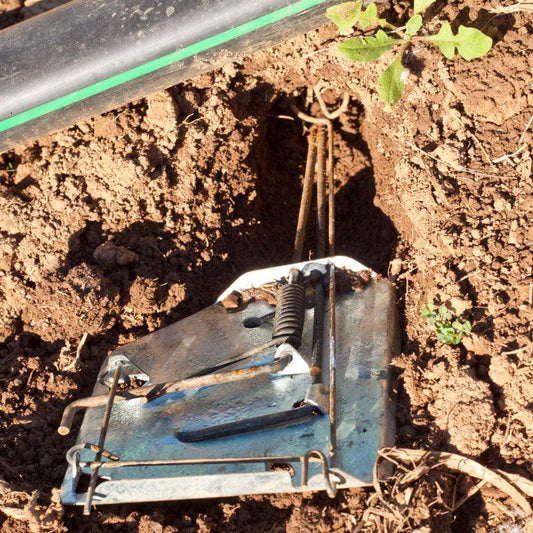 Cinch Gopher Trap - Tampa Home & Garden Store