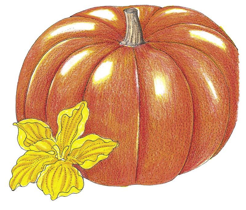 Cinderella Pumpkin Seeds (Organic) - Tampa Home & Garden Store