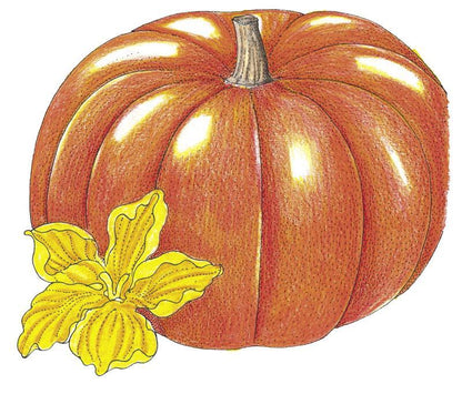 Cinderella Pumpkin Seeds (Organic) - Tampa Home & Garden Store