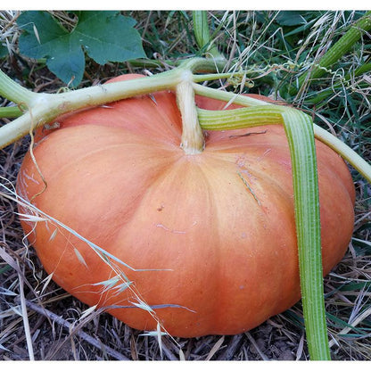 Cinderella Pumpkin Seeds (Organic) - Tampa Home & Garden Store